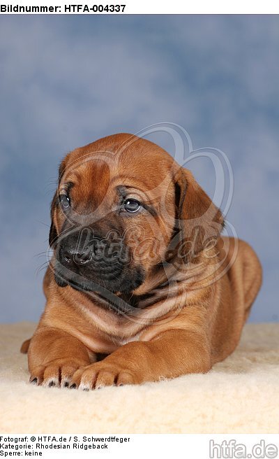 Rhodesian Ridgeback Welpe / rhodesian ridgeback puppy / HTFA-004337