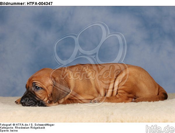 Rhodesian Ridgeback Welpe / rhodesian ridgeback puppy / HTFA-004347