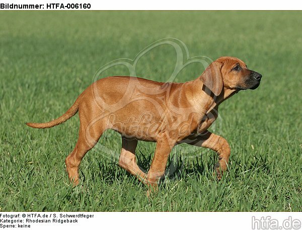 Rhodesian Ridgeback Welpe / rhodesian ridgeback puppy / HTFA-006160