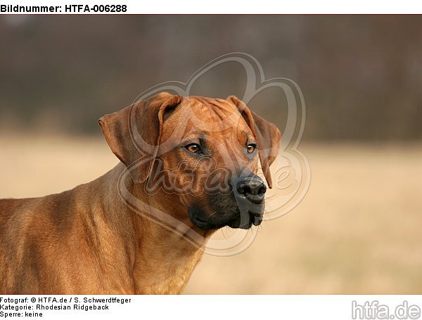 Rhodesian Ridgeback / HTFA-006288