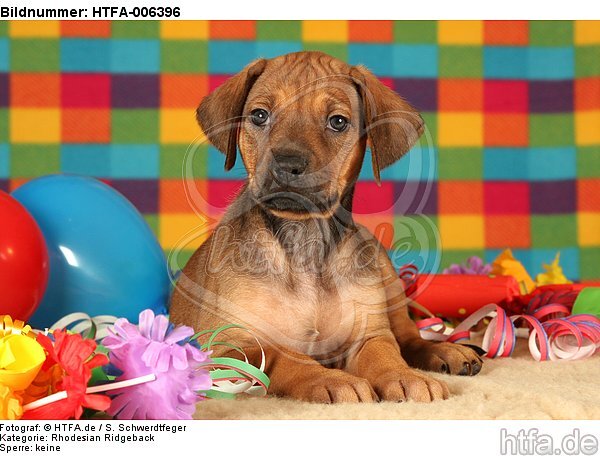 Rhodesian Ridgeback Welpe / rhodesian ridgeback puppy / HTFA-006396