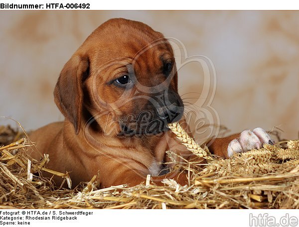 Rhodesian Ridgeback Welpe / rhodesian ridgeback puppy / HTFA-006492