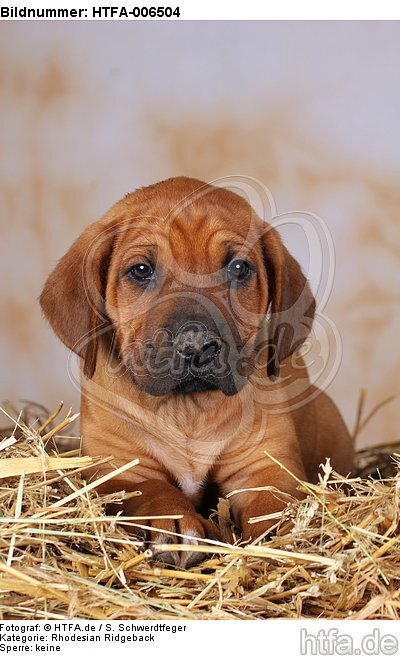 Rhodesian Ridgeback Welpe / rhodesian ridgeback puppy / HTFA-006504