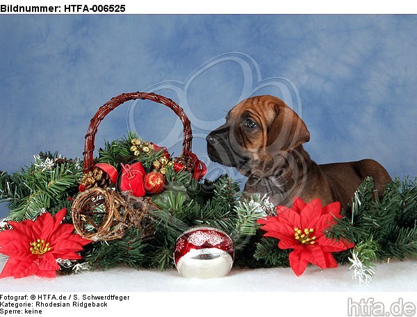 Rhodesian Ridgeback Welpe / rhodesian ridgeback puppy / HTFA-006525