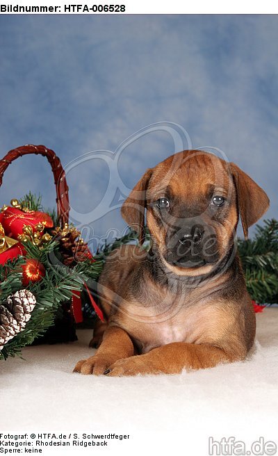 Rhodesian Ridgeback Welpe / rhodesian ridgeback puppy / HTFA-006528