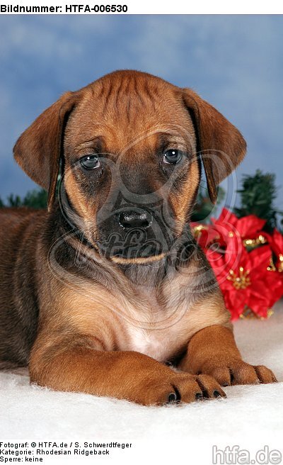 Rhodesian Ridgeback Welpe / rhodesian ridgeback puppy / HTFA-006530