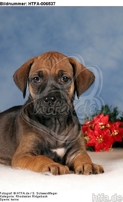 Rhodesian Ridgeback Welpe / rhodesian ridgeback puppy / HTFA-006537