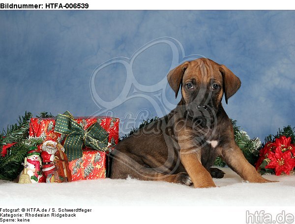 Rhodesian Ridgeback Welpe / rhodesian ridgeback puppy / HTFA-006539