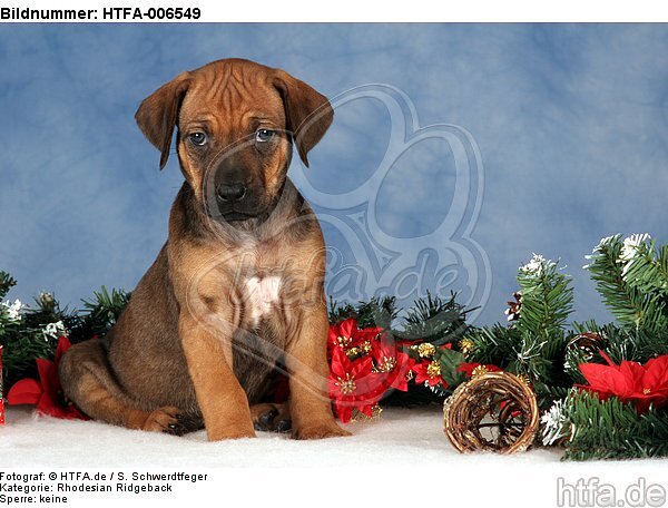 Rhodesian Ridgeback Welpe / rhodesian ridgeback puppy / HTFA-006549