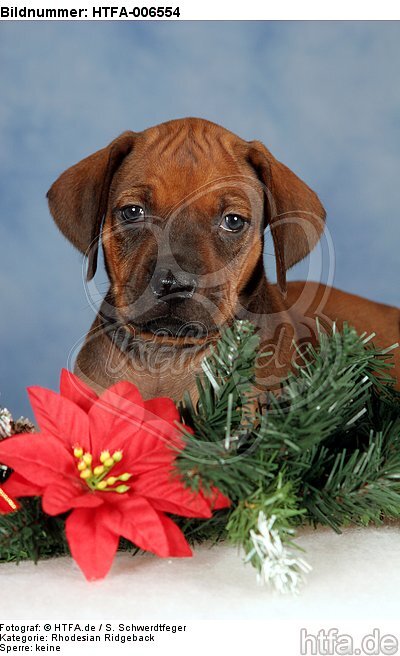 Rhodesian Ridgeback Welpe / rhodesian ridgeback puppy / HTFA-006554