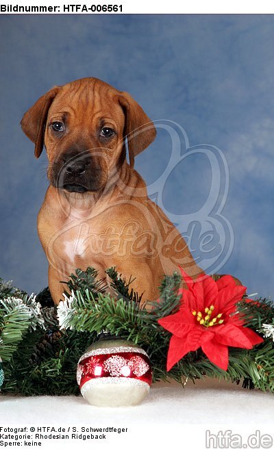 Rhodesian Ridgeback Welpe / rhodesian ridgeback puppy / HTFA-006561