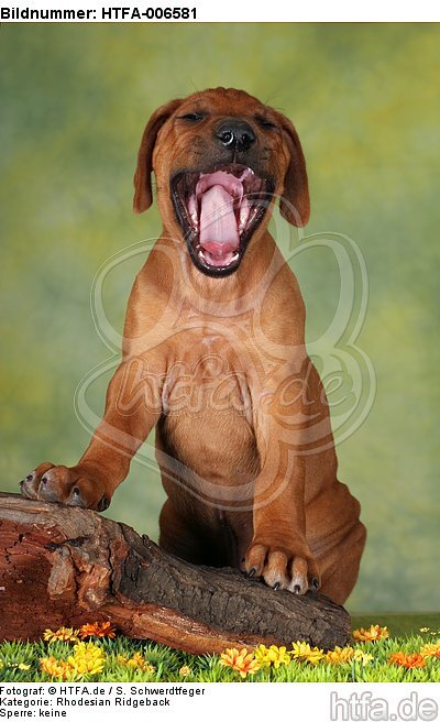 Rhodesian Ridgeback Welpe / rhodesian ridgeback puppy / HTFA-006581