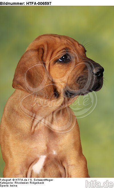 Rhodesian Ridgeback Welpe / rhodesian ridgeback puppy / HTFA-006597