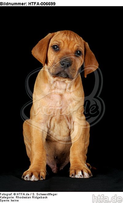 Rhodesian Ridgeback Welpe / rhodesian ridgeback puppy / HTFA-006699