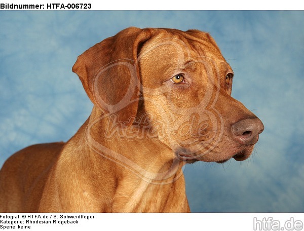Rhodesian Ridgeback / HTFA-006723