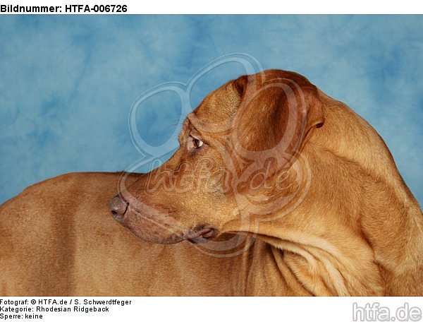 Rhodesian Ridgeback / HTFA-006726