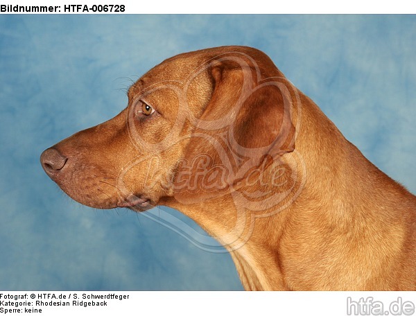 Rhodesian Ridgeback / HTFA-006728