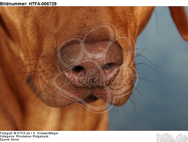 Rhodesian Ridgeback Nase / rhodesian ridgeback nose / HTFA-006729