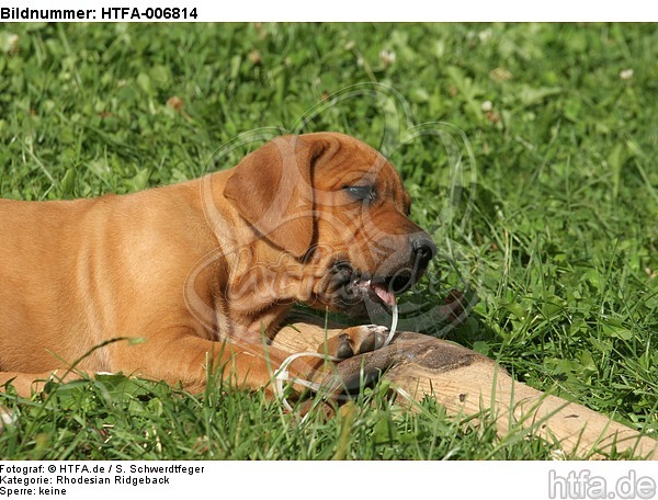 Rhodesian Ridgeback Welpe / rhodesian ridgeback puppy / HTFA-006814