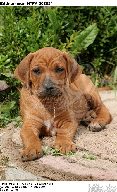 Rhodesian Ridgeback Welpe / rhodesian ridgeback puppy / HTFA-006824