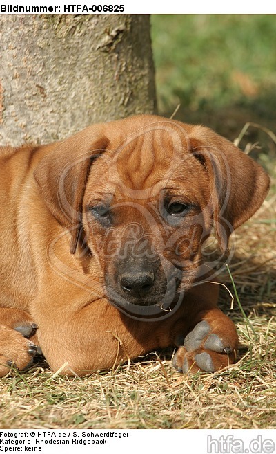 Rhodesian Ridgeback Welpe / rhodesian ridgeback puppy / HTFA-006825