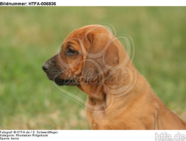 Rhodesian Ridgeback Welpe / rhodesian ridgeback puppy / HTFA-006836