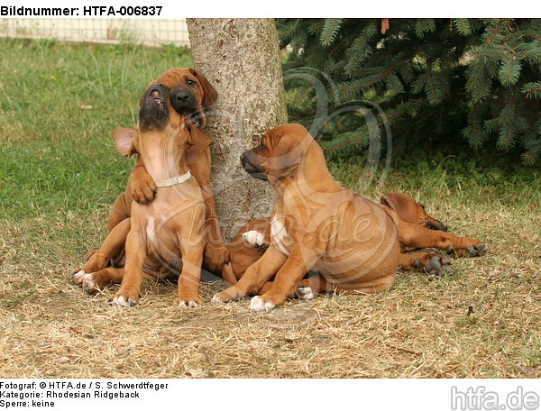 Rhodesian Ridgeback Welpen / rhodesian ridgeback puppies / HTFA-006837