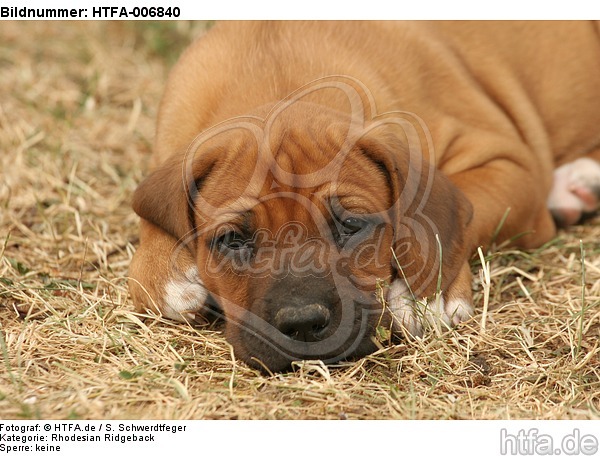 Rhodesian Ridgeback Welpe / rhodesian ridgeback puppy / HTFA-006840
