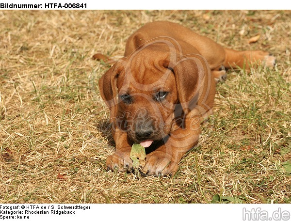 Rhodesian Ridgeback Welpe / rhodesian ridgeback puppy / HTFA-006841