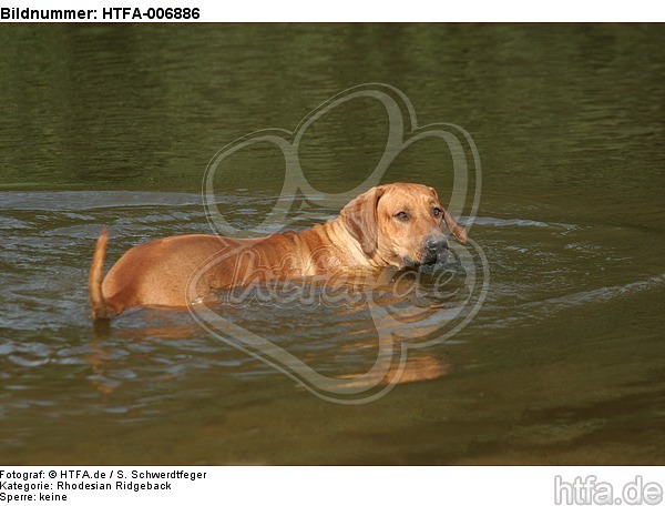 Rhodesian Ridgeback / HTFA-006886