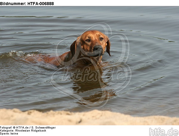 Rhodesian Ridgeback / HTFA-006888