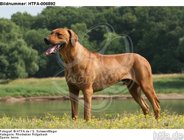 Rhodesian Ridgeback / HTFA-006892