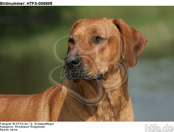 Rhodesian Ridgeback / HTFA-006895