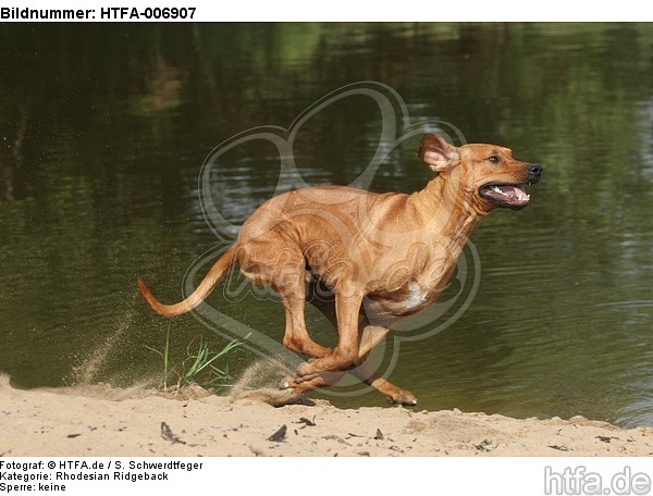 Rhodesian Ridgeback / HTFA-006907