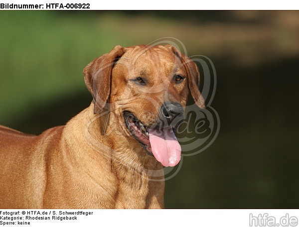 Rhodesian Ridgeback / HTFA-006922