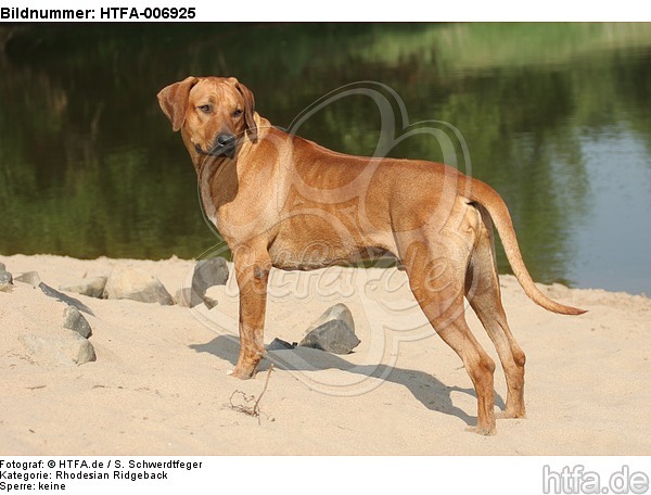 Rhodesian Ridgeback / HTFA-006925