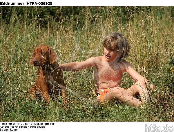 Rhodesian Ridgeback Welpe / rhodesian ridgeback puppy / HTFA-006929