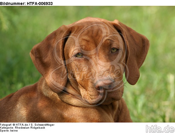 Rhodesian Ridgeback Welpe / rhodesian ridgeback puppy / HTFA-006933