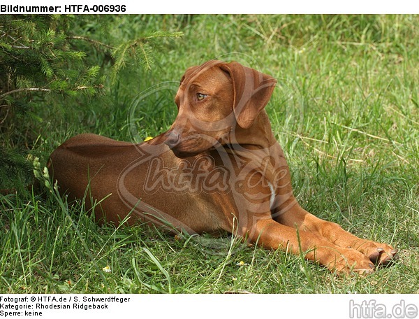 Rhodesian Ridgeback Welpe / rhodesian ridgeback puppy / HTFA-006936
