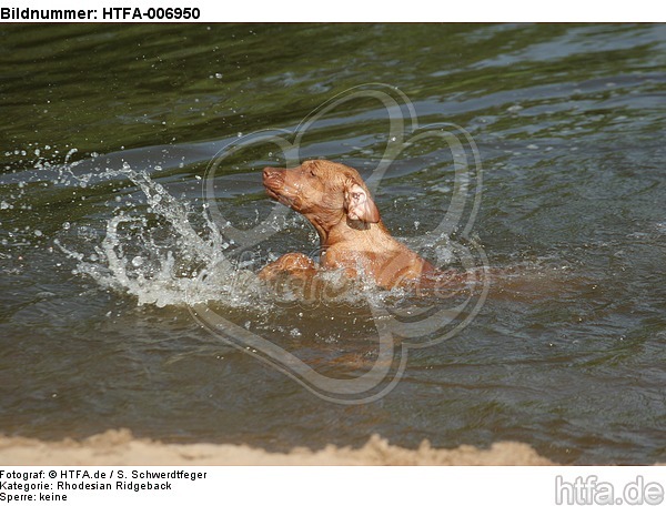 Rhodesian Ridgeback Welpe / rhodesian ridgeback puppy / HTFA-006950