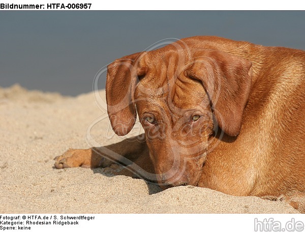 Rhodesian Ridgeback / HTFA-006957