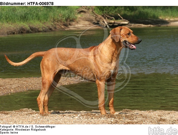 Rhodesian Ridgeback / HTFA-006978