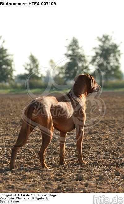 Rhodesian Ridgeback / HTFA-007109