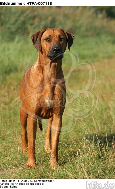 Rhodesian Ridgeback / HTFA-007116