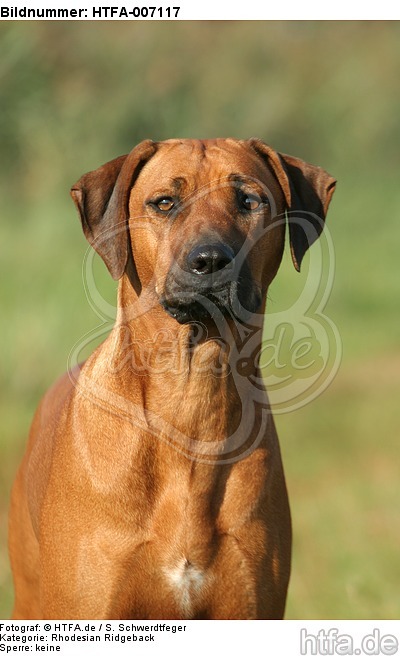 Rhodesian Ridgeback / HTFA-007117