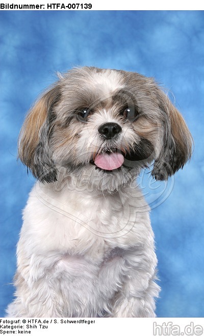 Shih Tzu / HTFA-007139