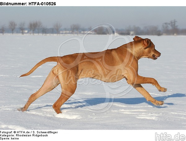 rennender Rhodesian Ridgeback / running Rhodesian Ridgeback / HTFA-010526