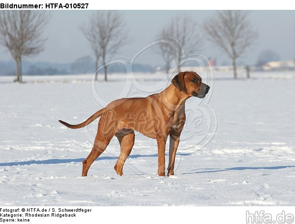 Rhodesian Ridgeback im Schnee / Rhodesian Ridgeback in snow / HTFA-010527