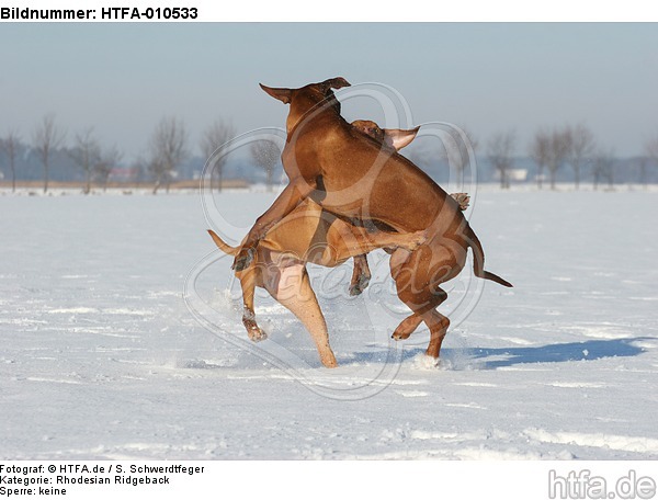 spielende Rhodesian Ridgebacks / playing Rhodesian Ridgebacks / HTFA-010533