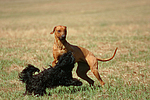 Havaneser und Rhodesian Ridgeback / Havaneser and Rhodesian Ridgeback